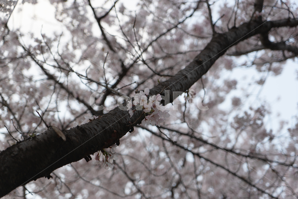 봄,벚꽃,벚꽃나무,감성,꽃잎,꽃놀이,봄,계절,spring,season,식물,자연,plants,nature,꽃,flower,plant,blossom