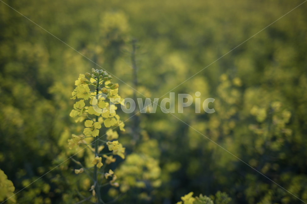 봄,봄날,유채,노랑,봄꽃,spring,식물,봄,계절,spring,season,식물,자연,plants,nature,꽃,flower,plant,vegetation,초목