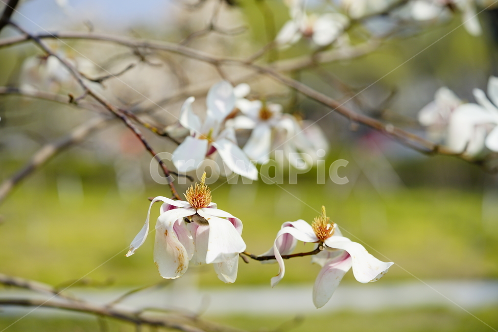 목련,자목련,봄,spring,magnolia,봄,계절,spring,season,식물,자연,plants,nature,꽃,flower,plant
