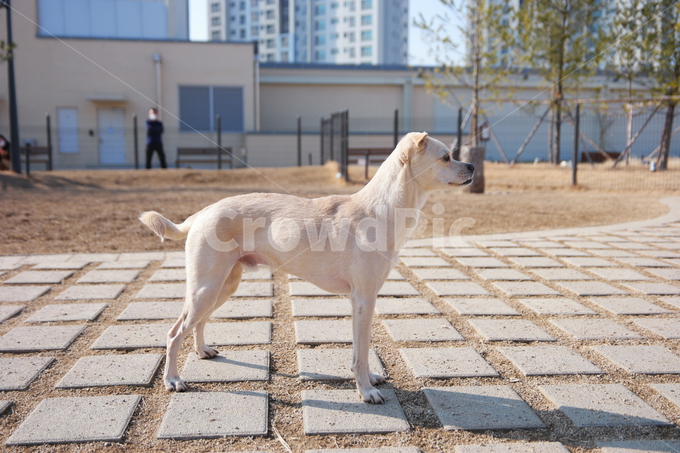 강아지,공원,개,진돗개,믹스견,야외,동물,animal,포유류,mammal,개,강아지,dog,doggy