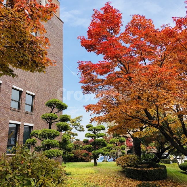 가을,단풍,나무,maple,화려함,가을,계절,fall,autumn,season,자연,풍경,nature,landscape