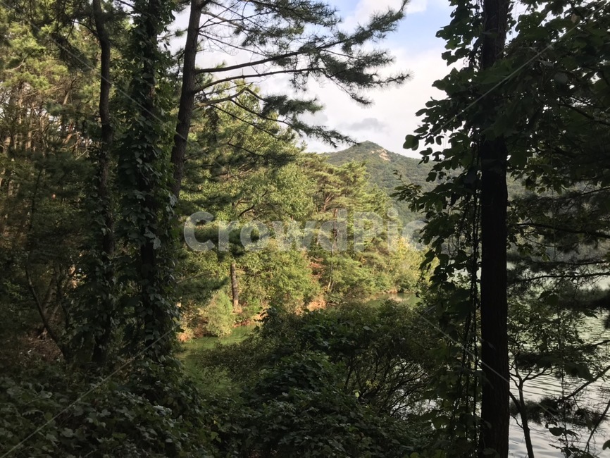 tree,나무,plant,식물,숲,숲속,나무줄기,나뭇가지,나무가지,옥외,야외,outdoors,outdoor,등산,산,동네뒷산,뒷산