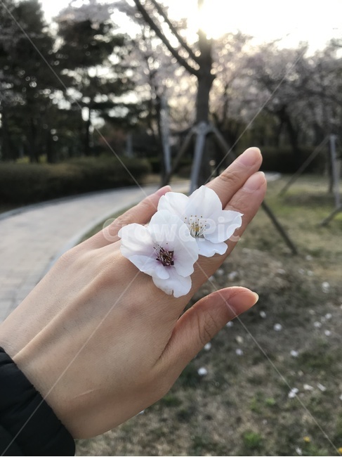 봄,손,꽃,벚꽃,공원,꽃반지