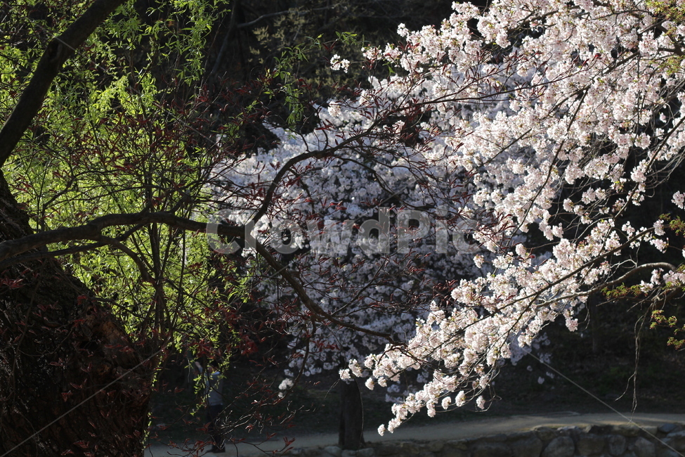 벚꽃,꽃,봄,나무,plant,blossom,flower,cherryblossom