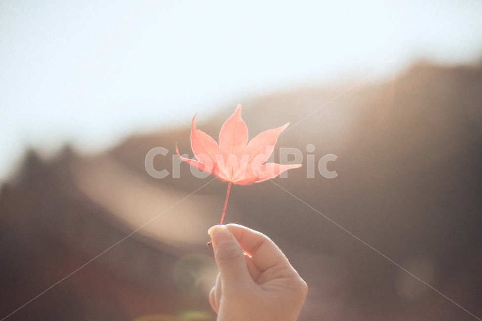 가을,낙엽,햇살,leaf,잎,plant,식물,tree,나무,단풍,maple,가을,계절,fall,autumn,season