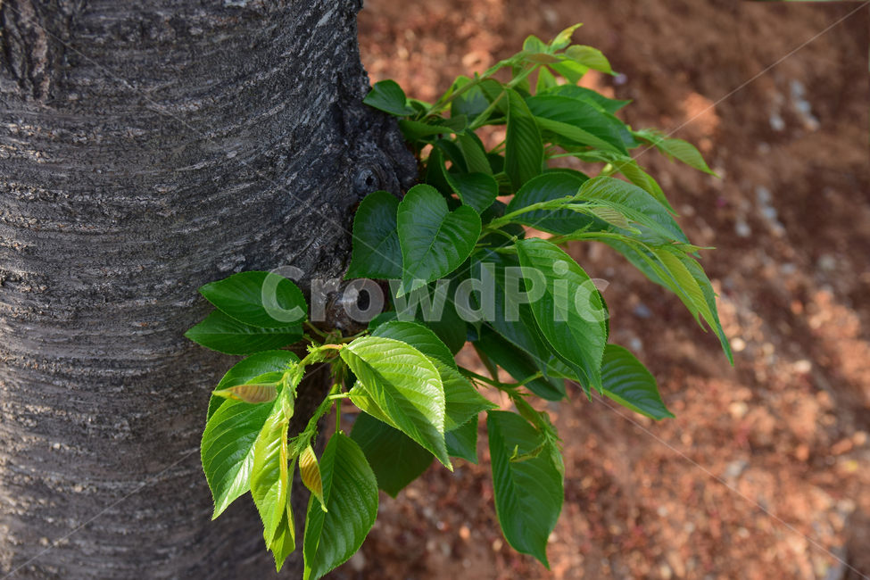 나뭇잎,나무,흙,새순,초록,녹색,자연,식물,nature,green,soil,tree,leaves,leaf,식물,자연,plants,nature