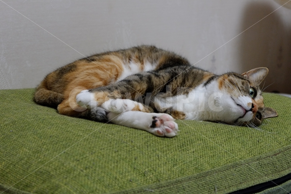 고양이,야옹이,반려동물,애완동물,동물,동물,animal,포유류,mammal,고양이,cat,kitten,kitty