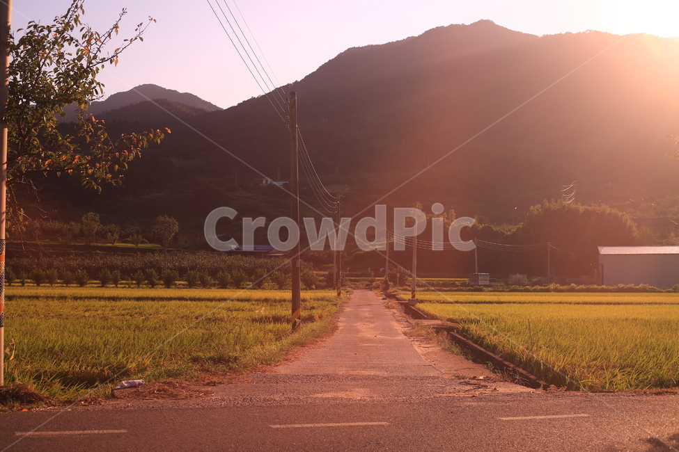 가을,자연,풍경,해질녁,농촌,시골풍경,시골,light,빛,flare,플레어,asphalt,타맥,tarmac,아스팔트,산,계절,plants,season,벼,농사,농업,nature,사람없음,outdoor,일몰,햇빛,논밭,논,전봇대,황금들판,쌀,식량,음식,식재료,밥,논두렁,벼농사,마을,시골마을,풍년,친환경,산업,agriculture,farming,tree,나무,시골,마을,풍경,landscape,country,rural,town
