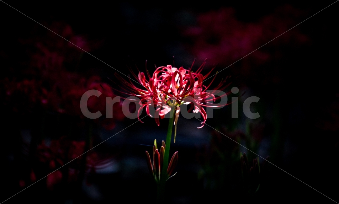 상사화,꽃무릇,빨간꽃,꽃,식물,스냅,감성,사진,식물,자연,plants,nature,꽃,flower
