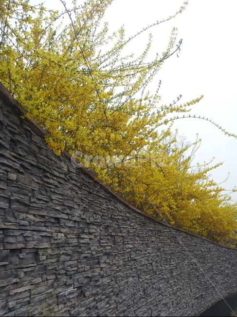 개나리,돌담길,담장,추억,데이트,봄,계절,spring,season,wall,벽