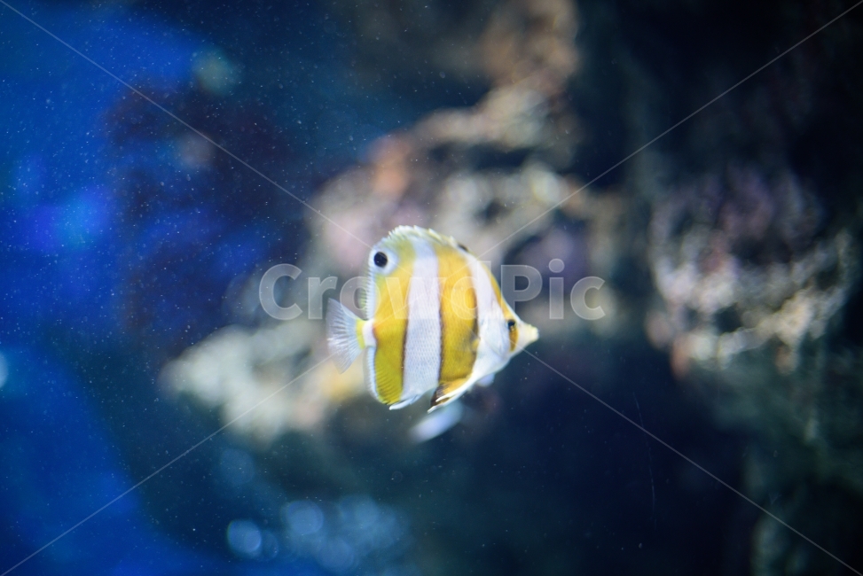 물고기,생선,니모,수족관,아쿠아리움,헤엄,수영,물,동물,어류,상어,산호,aquarium,fish,동물,animal,어류,물고기,fish