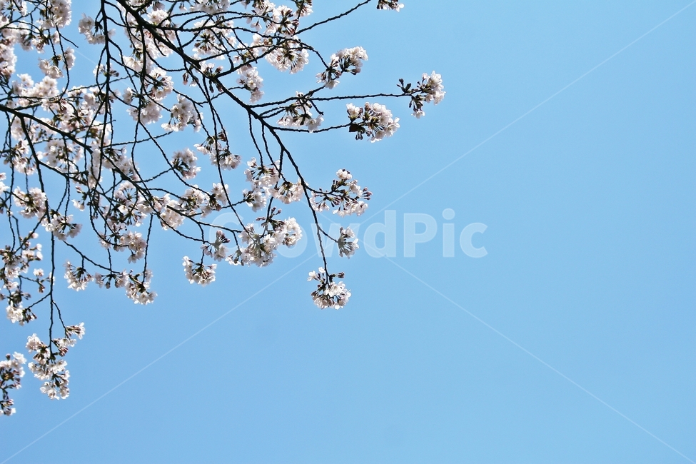 flower,blossom,plant,꽃,식물