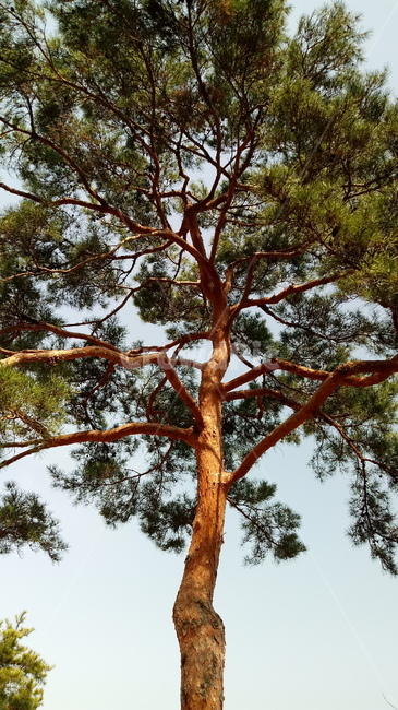 자연,식물,나무,tree,옥외,outdoors,nature,소나무,나무줄기,나무가지
