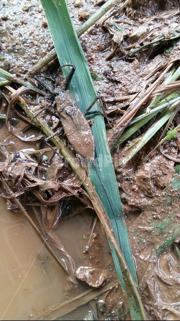 장구애비,수서곤충,곤충,논생물,논생태,동물,animal,곤충,벌레,insect,bug