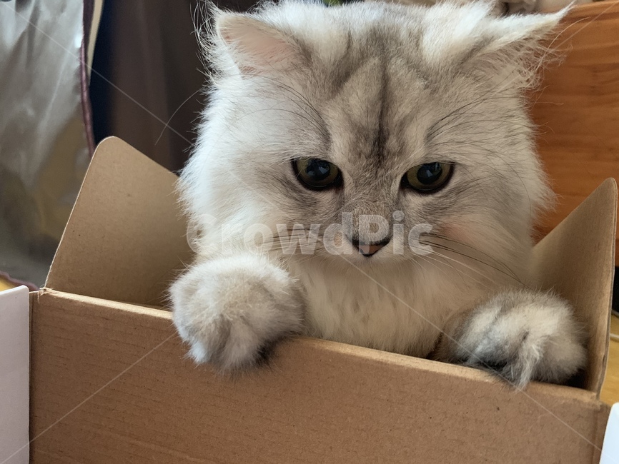 고양이,동물,포유류,집고양이,회색고양이,animal,cat,pet,반려동물,반려묘