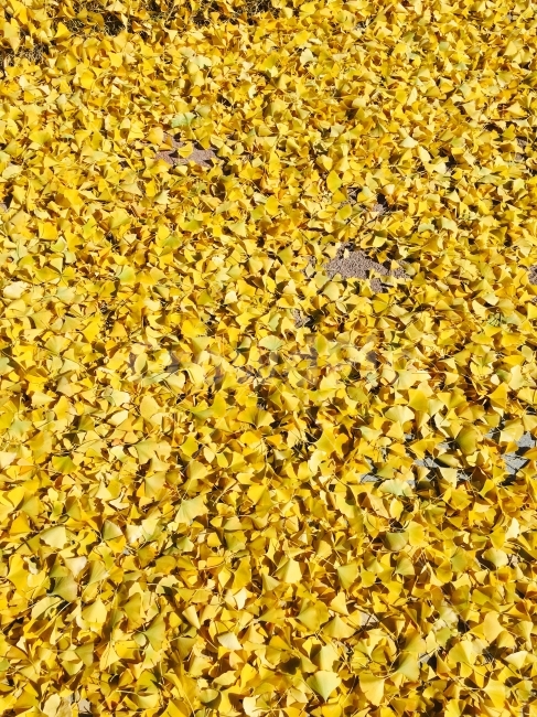 낙엽,노랑,은행,은행잎,노란색,식물,자연,plants,nature,가을,계절,fall,autumn,season,plant