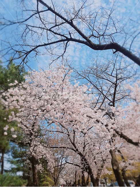 봄,꽃,벚꽃,꽃놀이,하늘