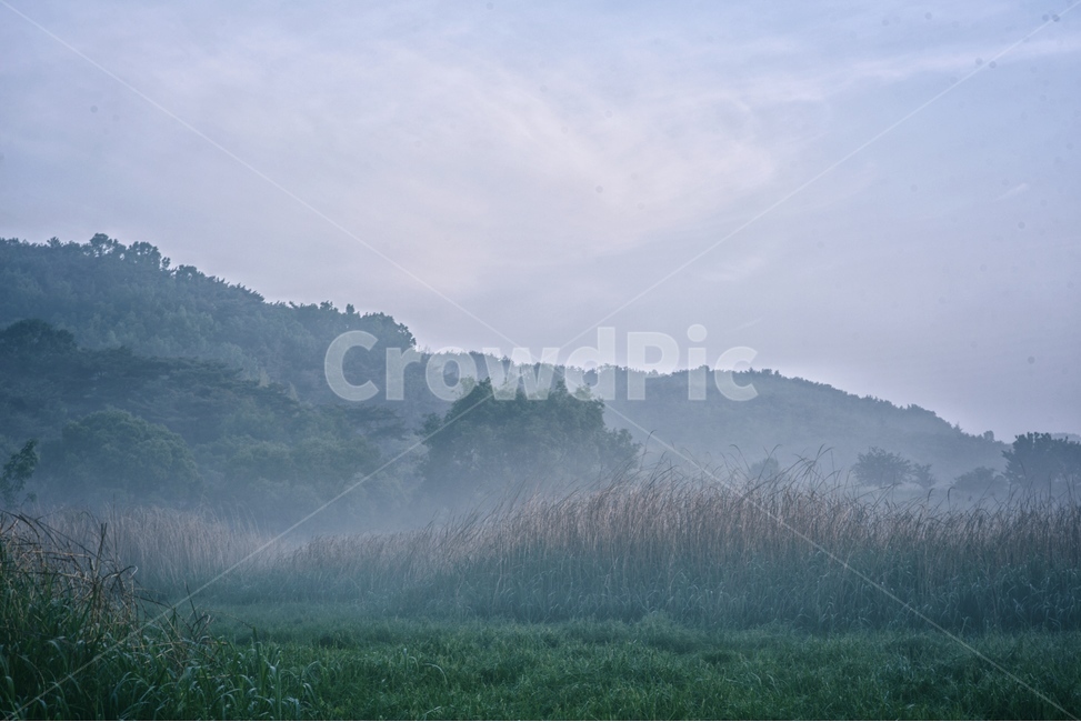 물안개,새벽,늪,일출,자연,풍경,몽환,자연,풍경,nature,landscape,weather,날씨,outdoors,옥외