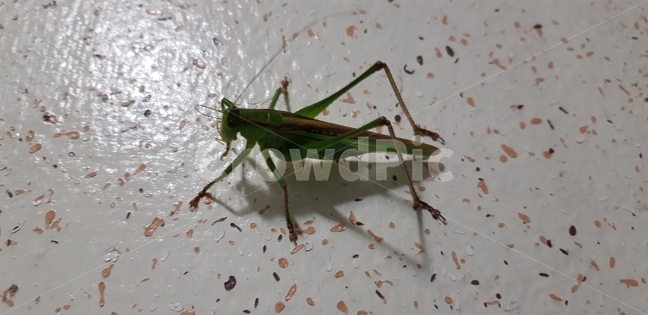 여치,귀뚜라미,메뚜기,점프,곤충