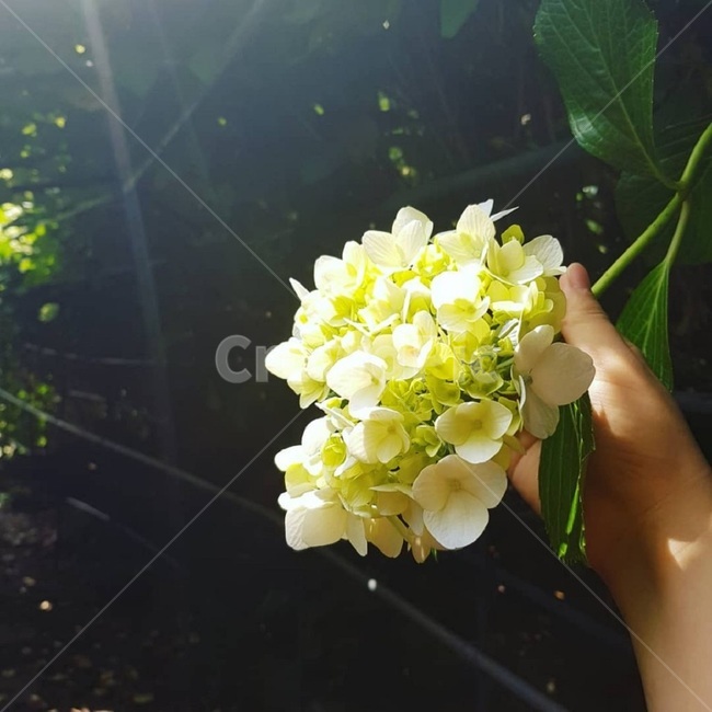 수국,꽃,자연,flower,플라워,식물,자연,plants,nature,꽃,flower