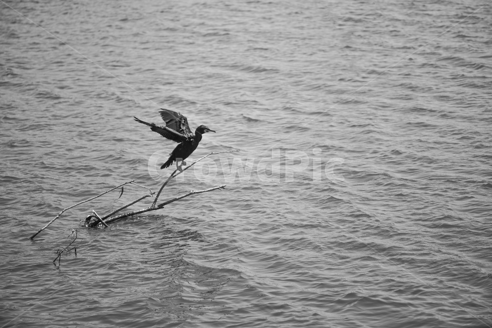 철새,왕송호수,날개짓,햇빛즐기기,날개말리기,동물,animal,조류,새,birds,흑백,모노톤,monochrome,black and white