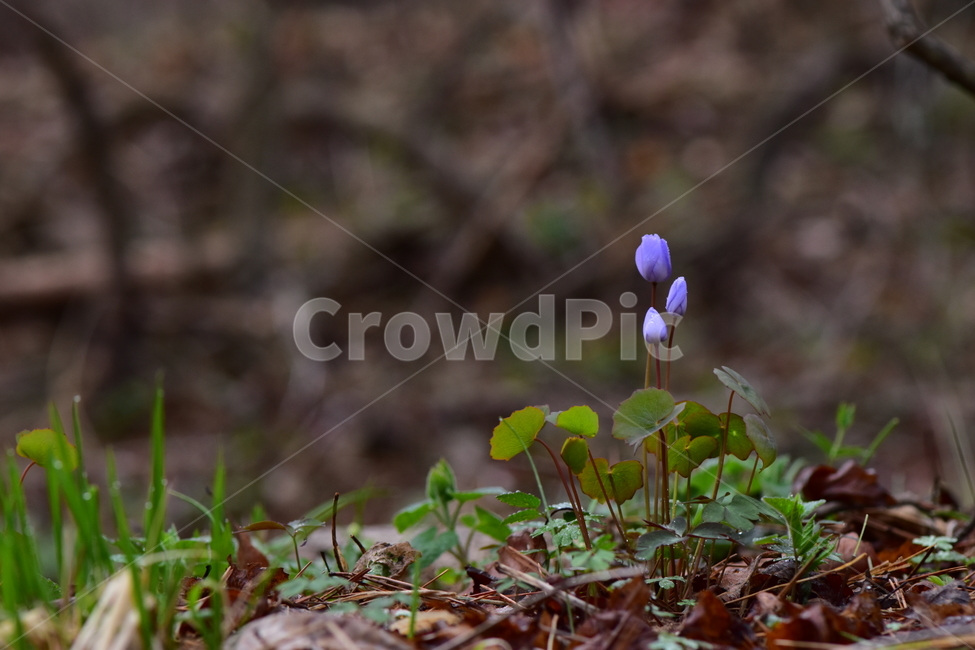 깽깽이풀,야생화,봄,꽃,풀꽃,자연,식물,식생,plants,nature,spring,season,flower