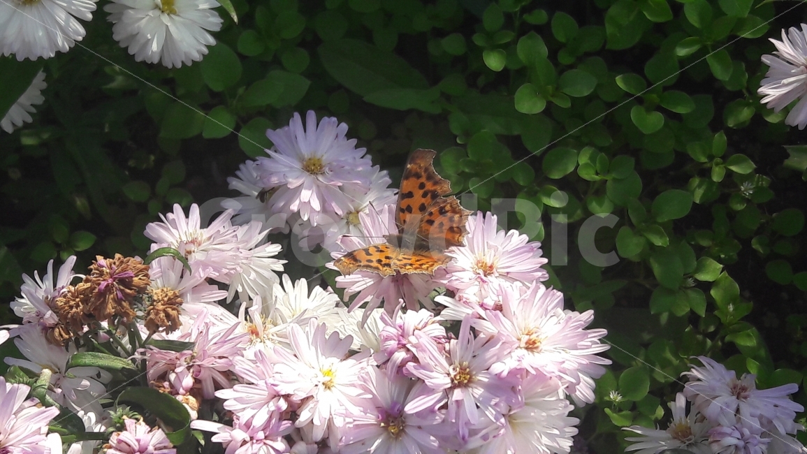 꽃,국화,나비,대공원,수목원길,식물,자연,plants,nature,꽃,flower,동물,animal,곤충,벌레,insect,bug