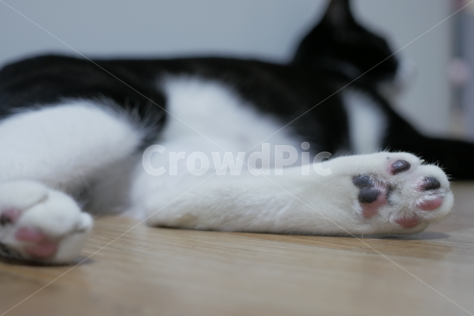 고양이,개냥이,동물,귀여운,발,발바닥,동물,animal,포유류,mammal,고양이,cat,kitten,kitty