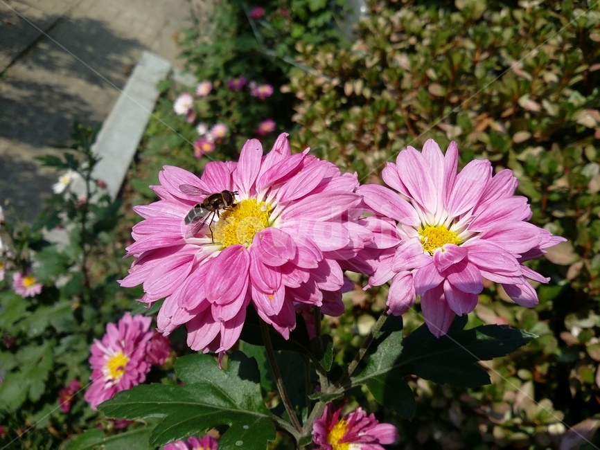 plant,식물,벌,곤충,insect,꽃,자연,flower,식물,자연,plants,nature,꽃,flower