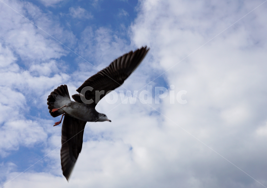 하늘,구름,갈매기,새,commongull,동물,animal,조류,새,birds