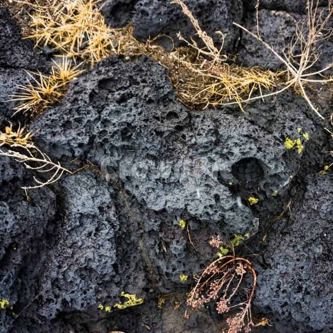 제주도,제주,현무암,돌,자연,풀,제주도,jeju,jeju island,rock,록