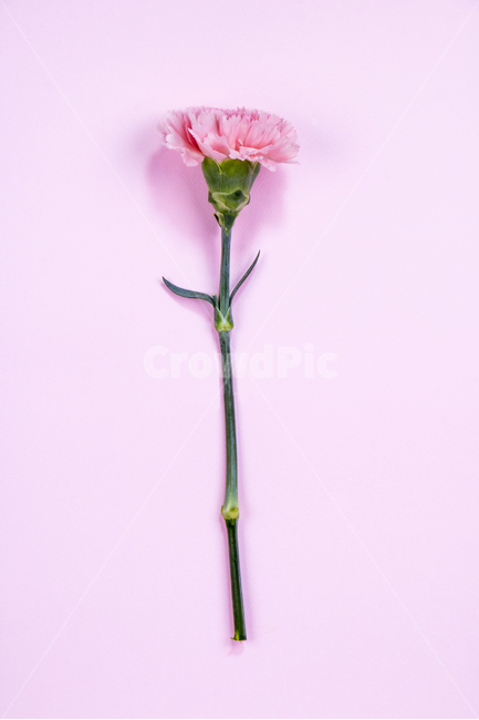 봄,꽃,쇼핑,이벤트,시즌,식물,자연,봄꽃,매화,홍매화,풍경,장미,오하이오블루,미스티블루,라넌큘러스,튤립,카네이션,프레임,아네모네,몬스테라,유칼리투스,잎,잎사귀,나뭇잎,열대식물,마카롱,열대잎,선물,선물상자,편지봉투,편지,테그,휴대폰,패턴,배경,백그라운드,드로잉,일러스트,손그림,그림,접사,클로즈업,누끼,경치,컨셉,콘셉트,콘셉,기획,가지,꽃봉오리,꽃잎,줄기,개화,만개,식물,자연,plants,nature,꽃,flower,기념일,축하,anniversary,congratulation,celebrate,celebration