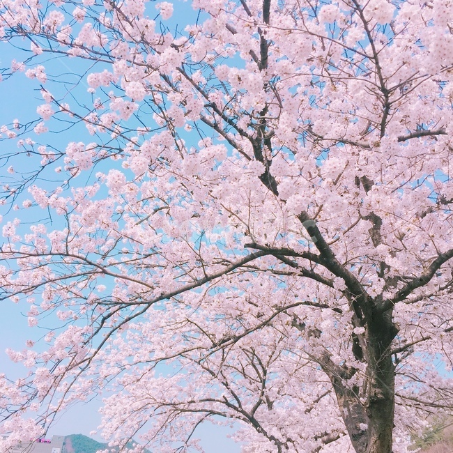 벚꽃,꽃,봄,분홍색,날씨,하늘,분홍,하늘색,나무,봄,계절,spring,season,식물,자연,plants,nature,꽃,flower,나무,trees,wood,색깔,색상,색채,색감,color sense,color sensitivity,feeling of color,plant