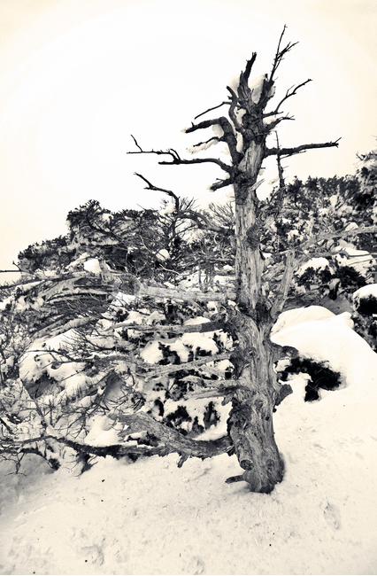 한라산,설경,제주도,영실코스,눈,겨울,설화,고사목,괴목,겨울,계절,winter,season