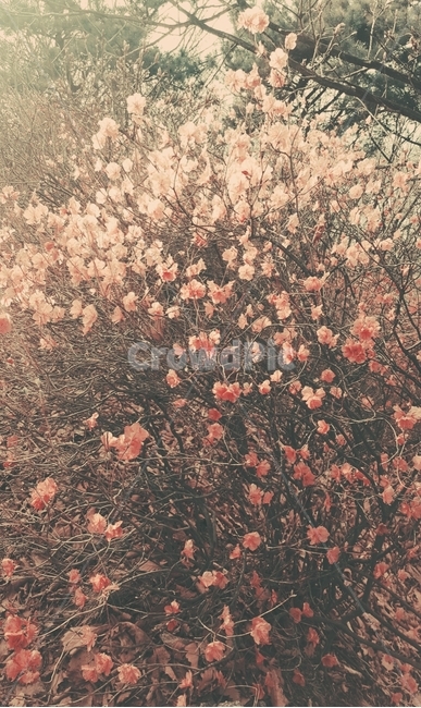 풍성한꽃,꽃나무,진달래,봄꽃,꽃가지,azalea
