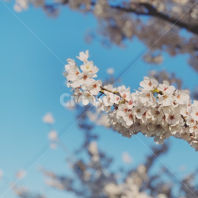 봄,벚꽃,꽃,하늘,감성,나무