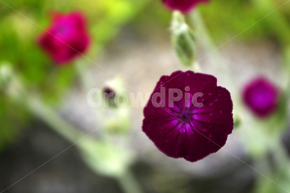 우단동자,꽃,식물,flower,plant,식물,자연,plants,nature,꽃,flower