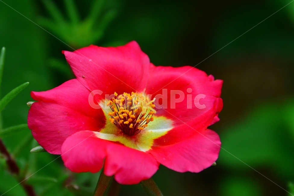 plant,식물,flower,blossom,꽃,petal,꽃잎,채송화