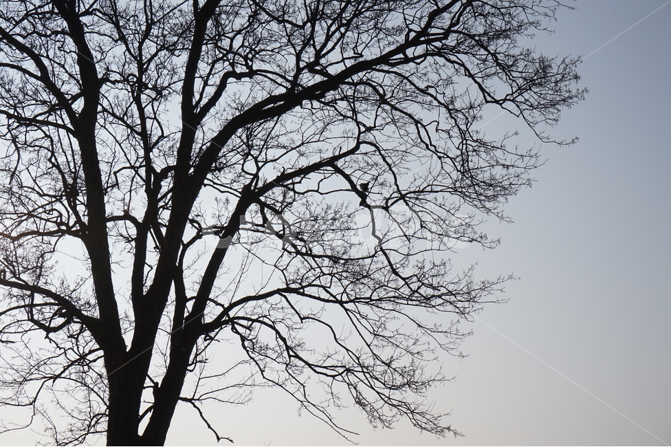겨울,나무,나뭇가지,나무와하늘,쓸쓸함,하얀배경,마른나무,나무배경,winter,tree,treebranches,whitebackground,식물,자연,plants,nature,나무,trees,wood