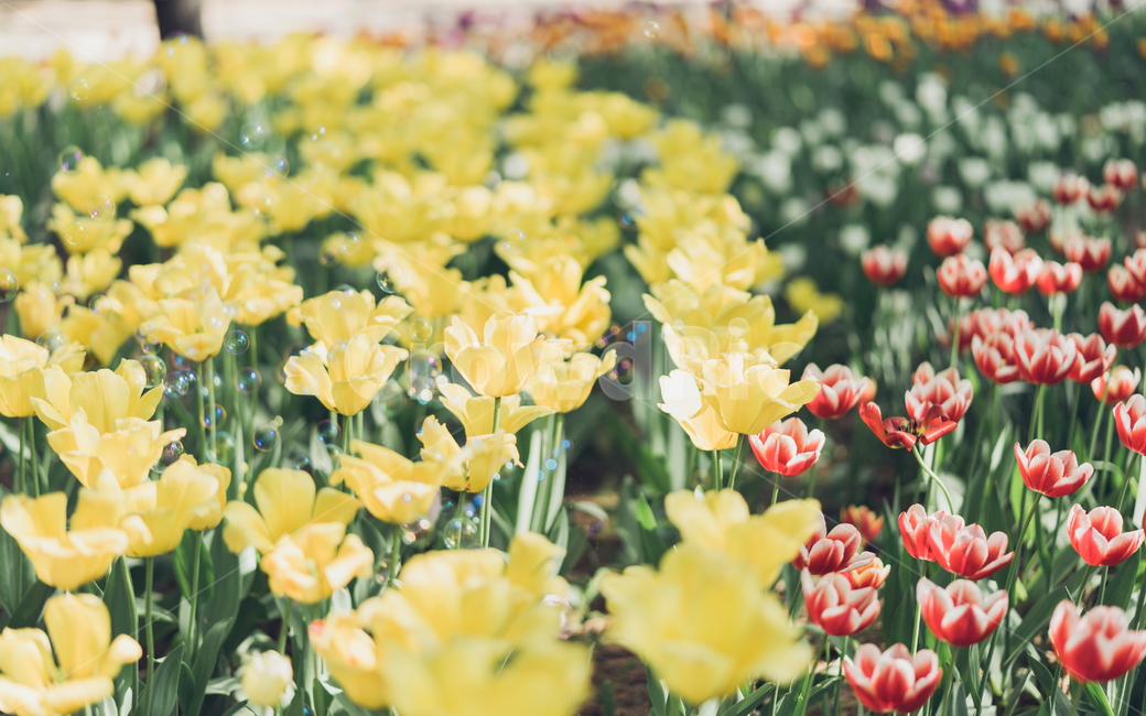 자연,꽃,tulip,튤립,튤립꽃,식물,자연,plants,nature,꽃,flower