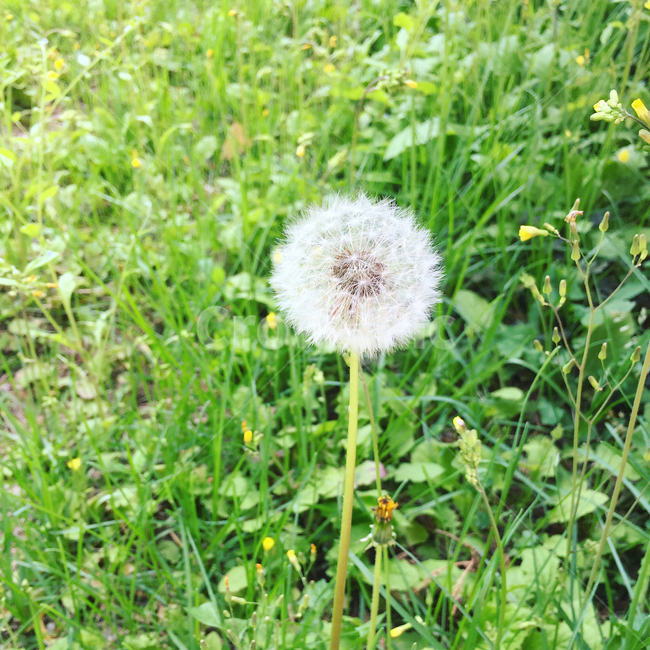 민들레,꽃,plant,잎,flower