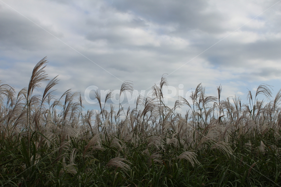 가을,자연,가을풍경,식물,갈대,하늘,바람,갈대밭,가을,계절,fall,autumn,season,grass,잔디,plant,lawn,reed
