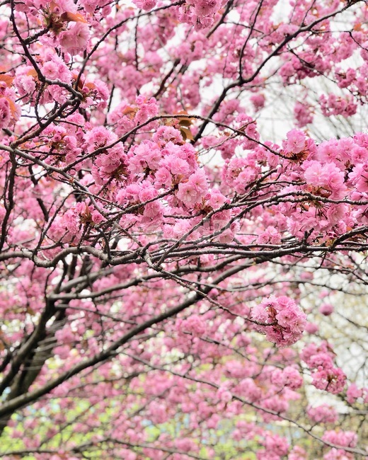 겹벚꽃,벚꽃,봄,꽃,핑크,자연,나무,봄,계절,spring,season,plant,식물,blossom,flower