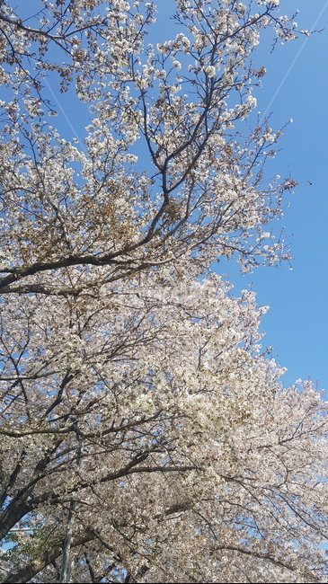 벚꽃,blossom,cherryblossom,꽃,봄,봄,계절,spring,season,plant,식물,cherry blossom,flower