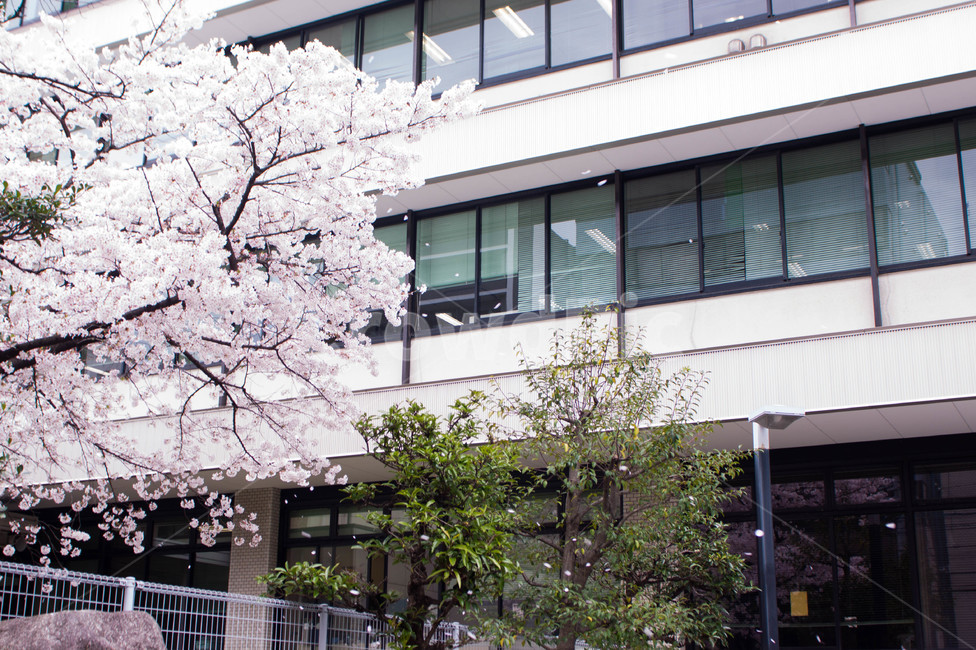 봄,벚꽃,봄꽃,꽃,spring,flower,flowers,cherryblossoms,봄,계절,spring,season,건축물,건물외관,exterior,building,structure,architecture,construction,plant,식물
