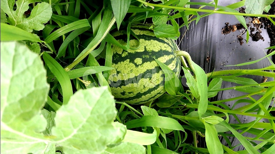 수박,watermelon,여름과일,과일,수박밭