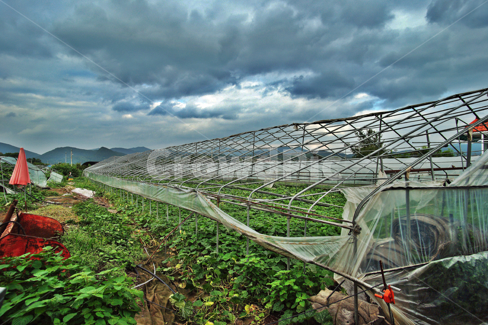 비닐하우스,농장,구름,하우스,폐농,전원,산업,industry,industrial,농업,농사,agriculture,farming,farming industry