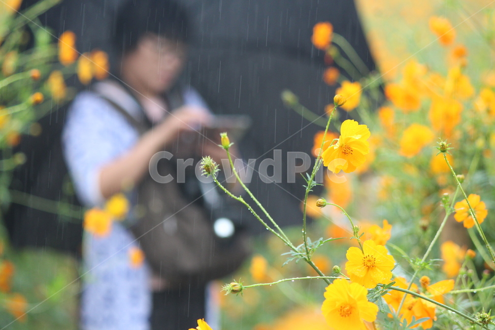 노랑,노랑코스모스,황화코스모스,꽃,올림픽공원,들꽃마루,비오는날,flower,yellow,풍경,식물,황금코스모스,가을,person,사람,human,인간,식물,자연,plants,nature,꽃,flower,비,비오는날,rain,rainy