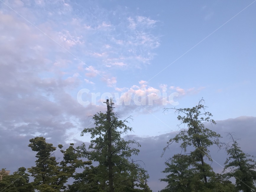 tree,나무,plant,식물,fir,전나무,구름,하늘