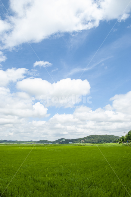 논밭,논,하늘,구름,시골,안면도,field,들,grassland,목초지,자연,nature,옥외,outdoors